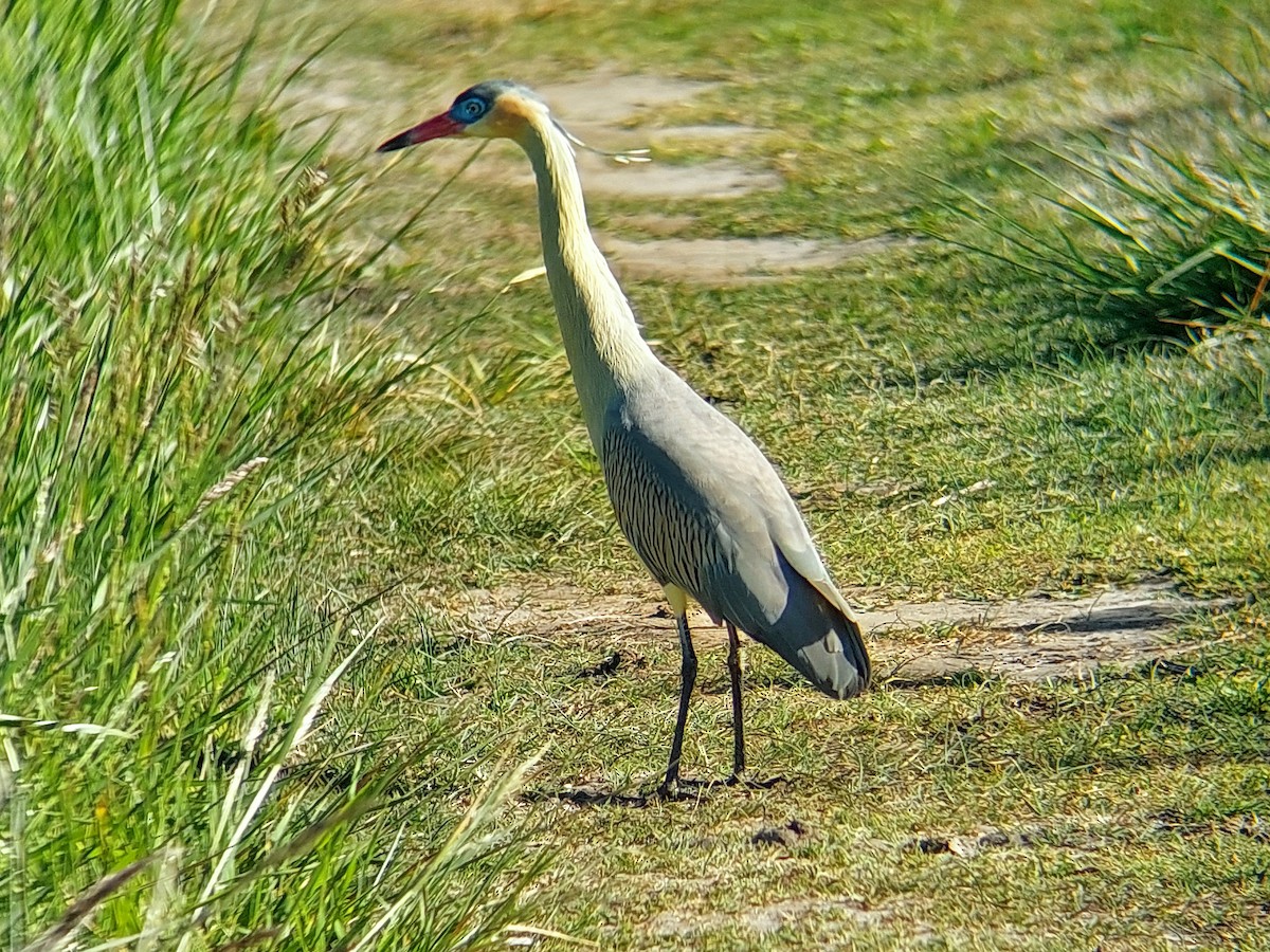 Whistling Heron - David Cutuli