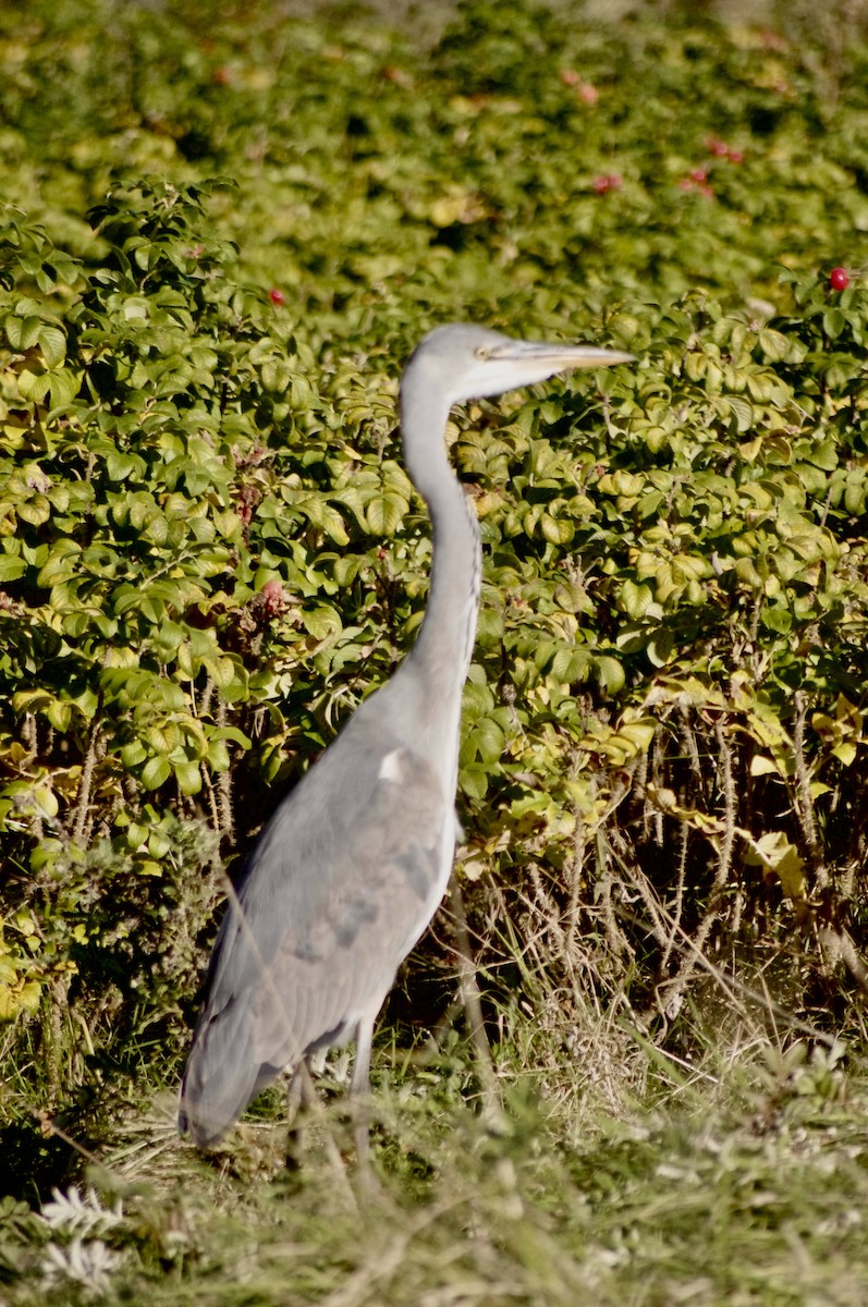 volavka popelavá - ML610069744