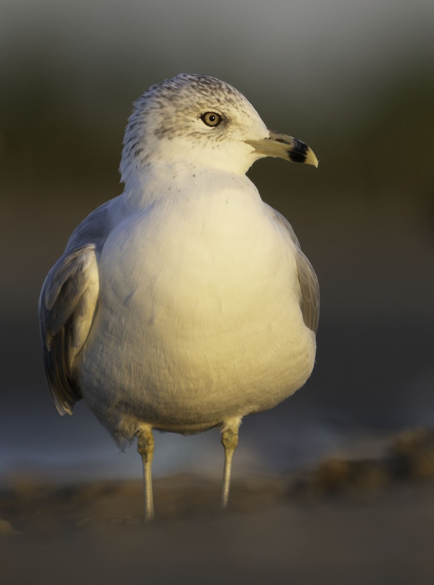 Ring-billed Gull - ML610069750