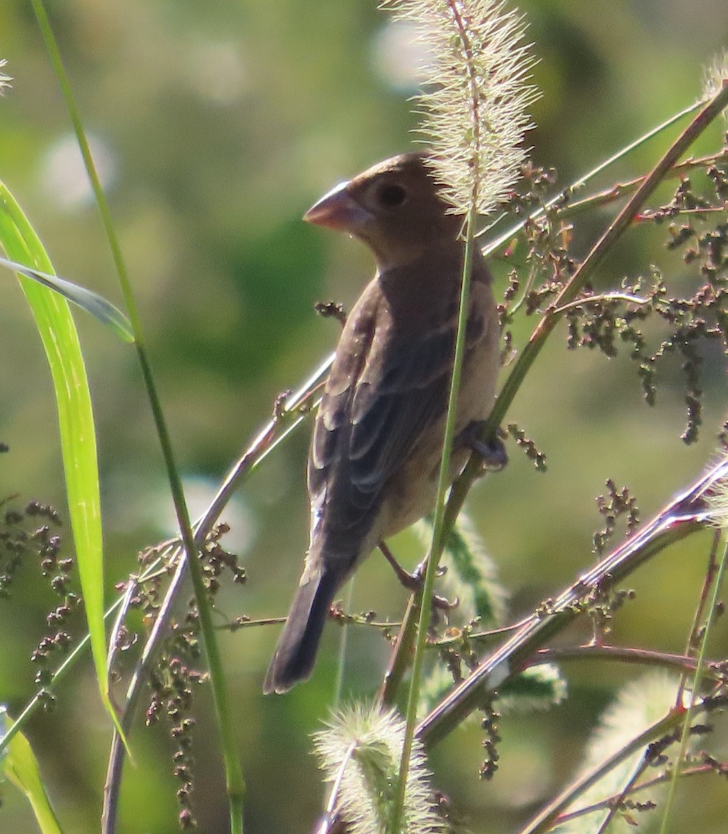 Blue Grosbeak - Mary Beth Kooper