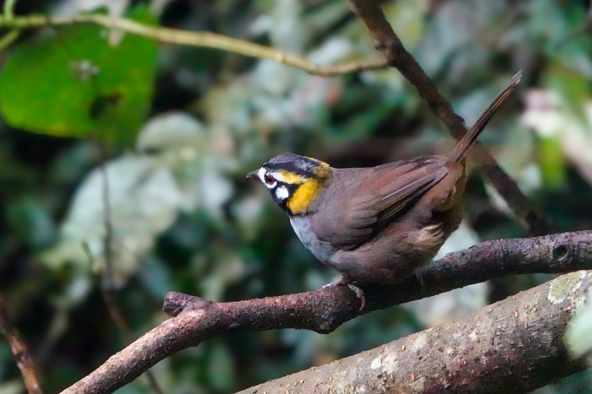 Gray-crowned Ground-Sparrow - ML610069771
