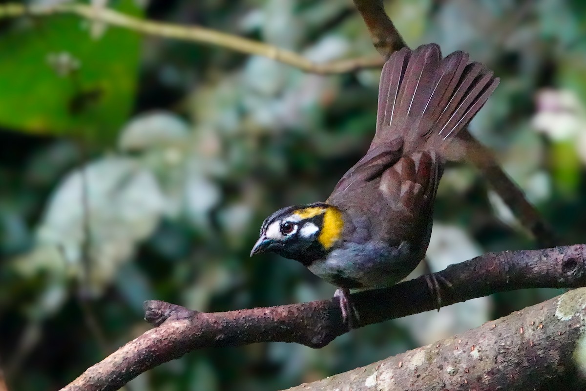 Gray-crowned Ground-Sparrow - ML610069772