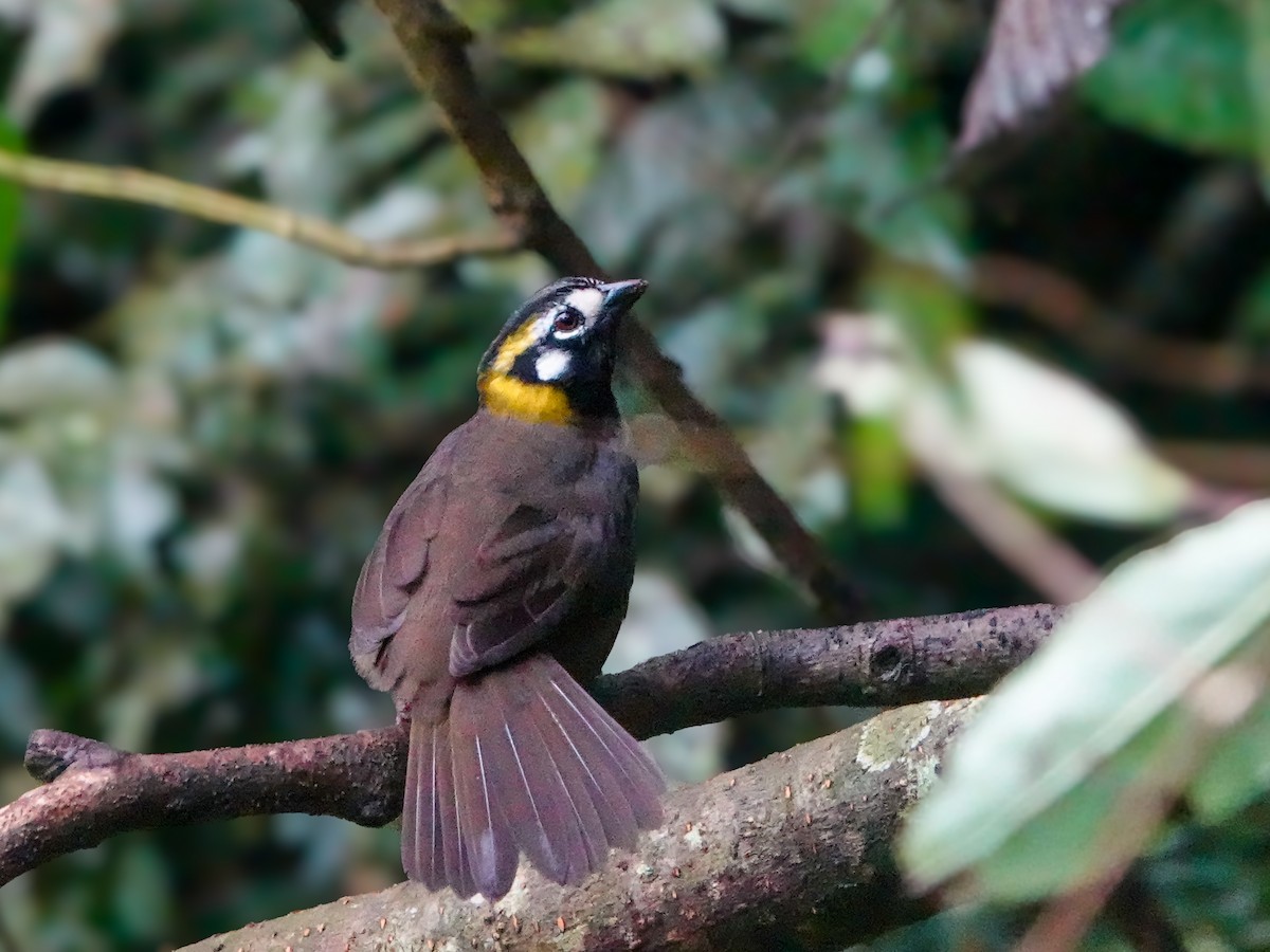 Gray-crowned Ground-Sparrow - ML610069773