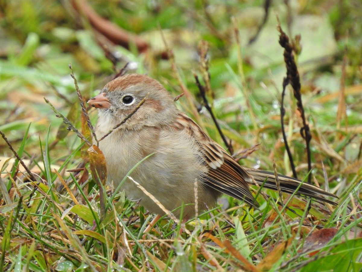 Field Sparrow - ML610069805