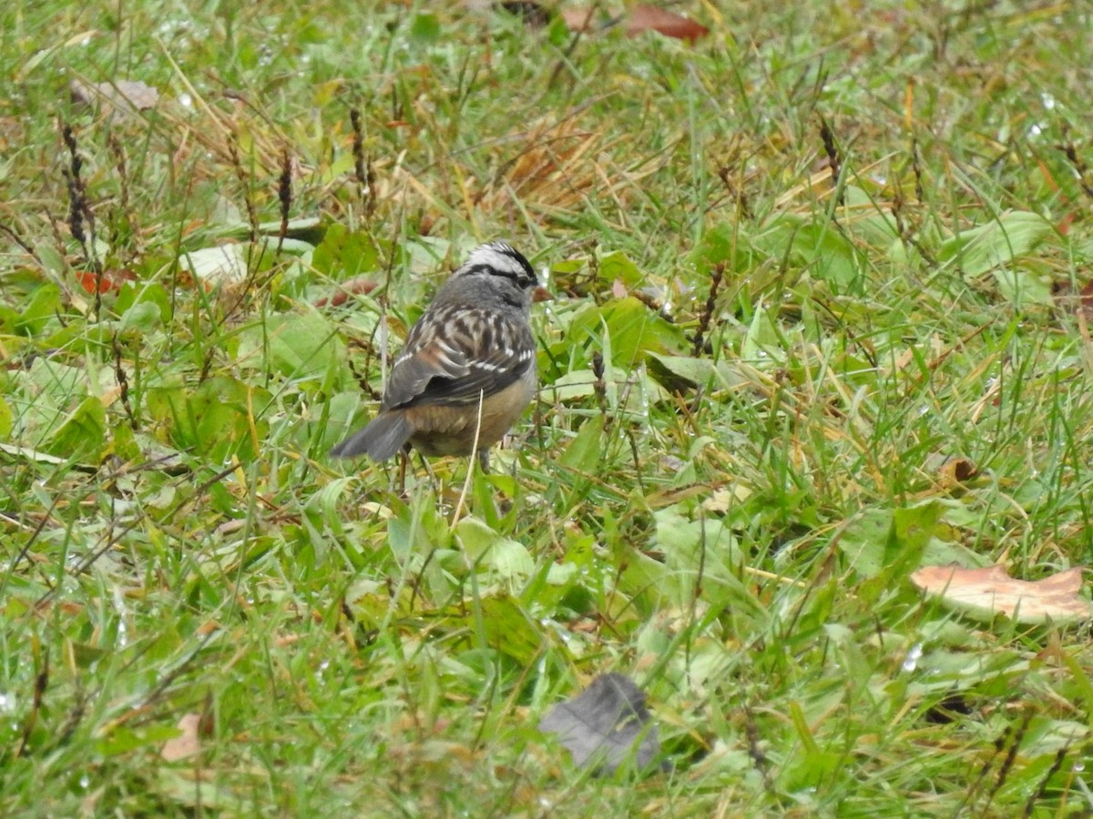 White-crowned Sparrow - ML610069826