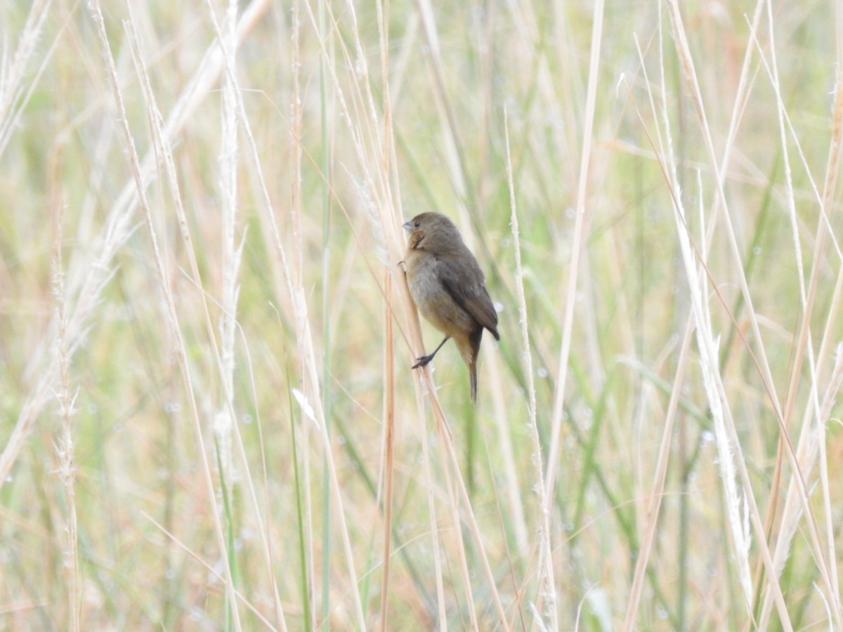 Yellow-bellied Seedeater - ML610069831