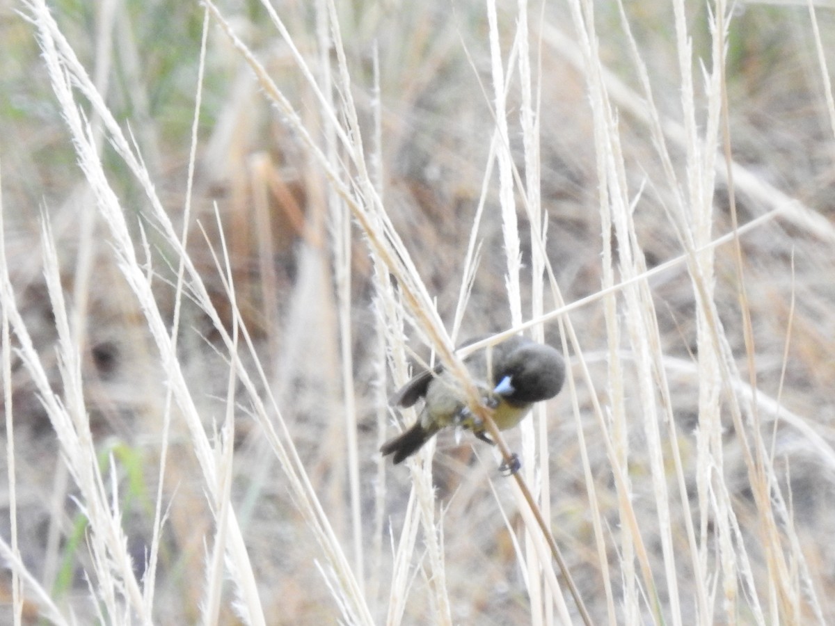 Yellow-bellied Seedeater - ML610069832