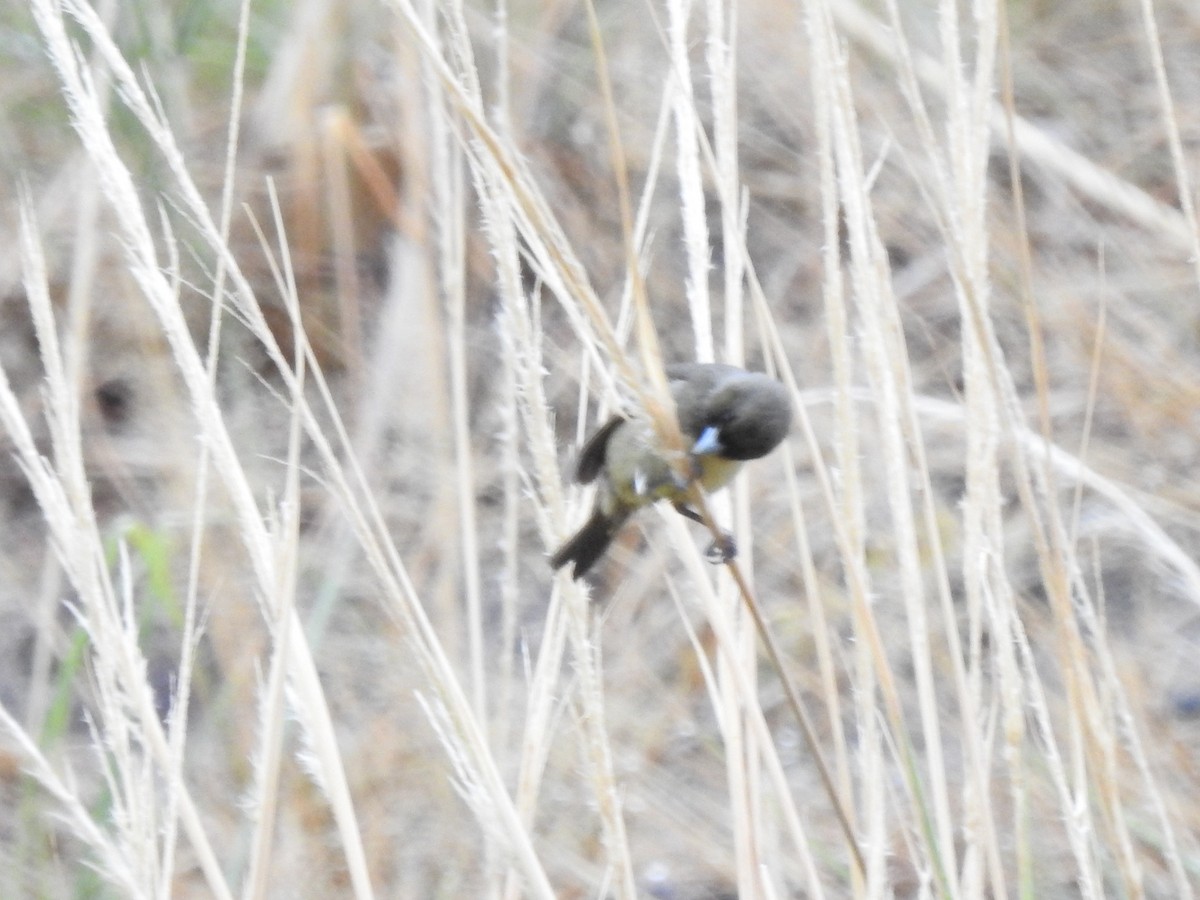 Yellow-bellied Seedeater - ML610069833