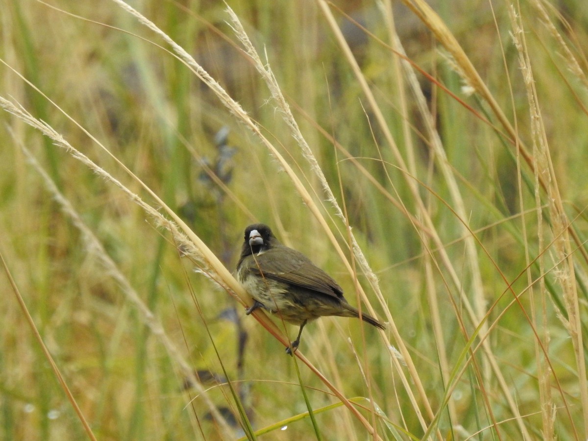 Yellow-bellied Seedeater - Juan Carlos🦉 Crespo