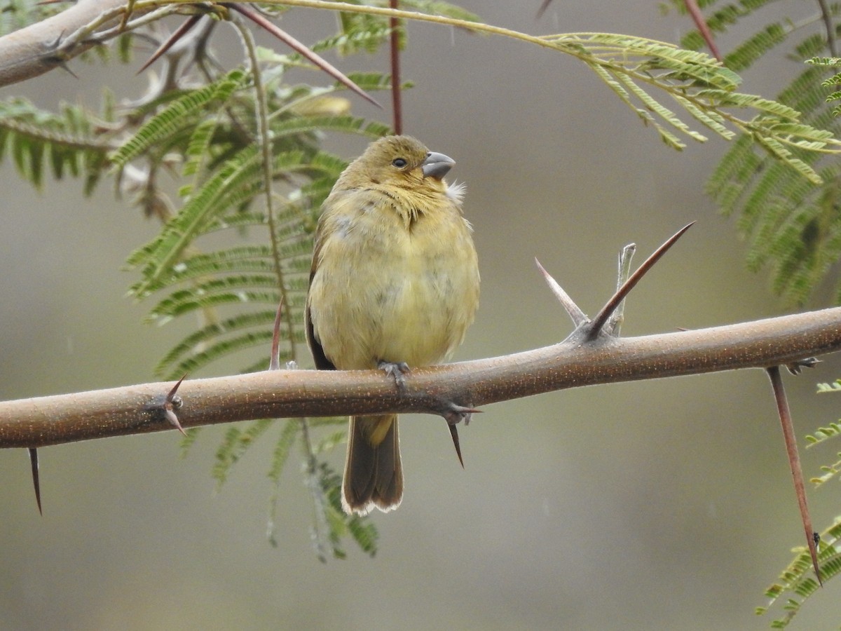 Yellow-bellied Seedeater - ML610069835