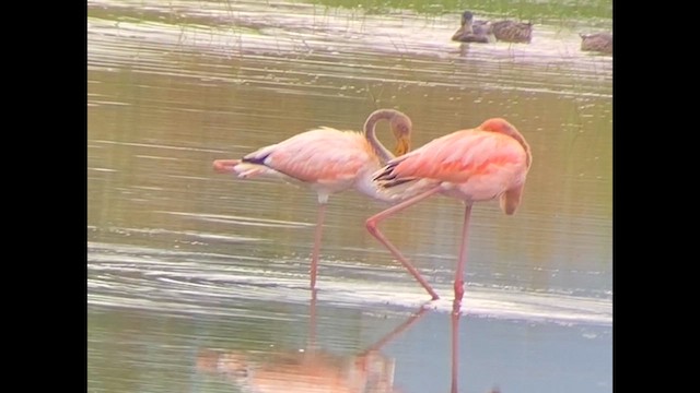 Flamant des Caraïbes - ML610069842