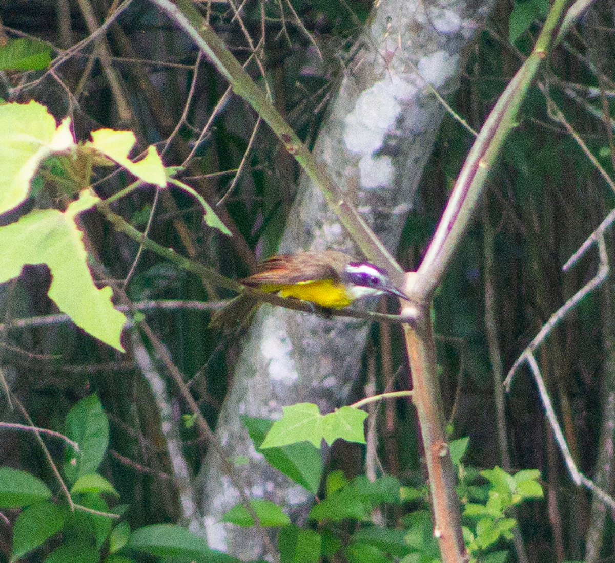 Great Kiskadee - GERMAN RAMOS