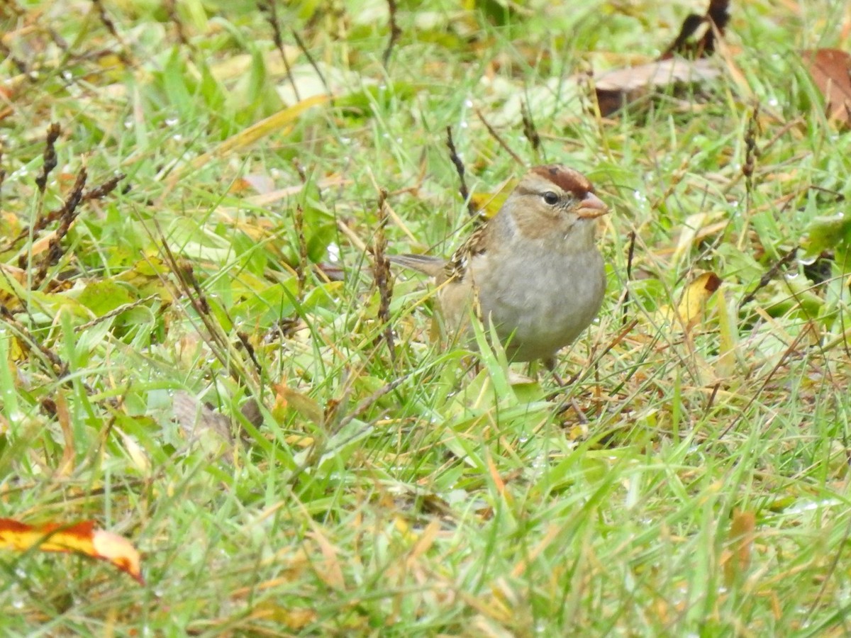 White-crowned Sparrow - ML610069889