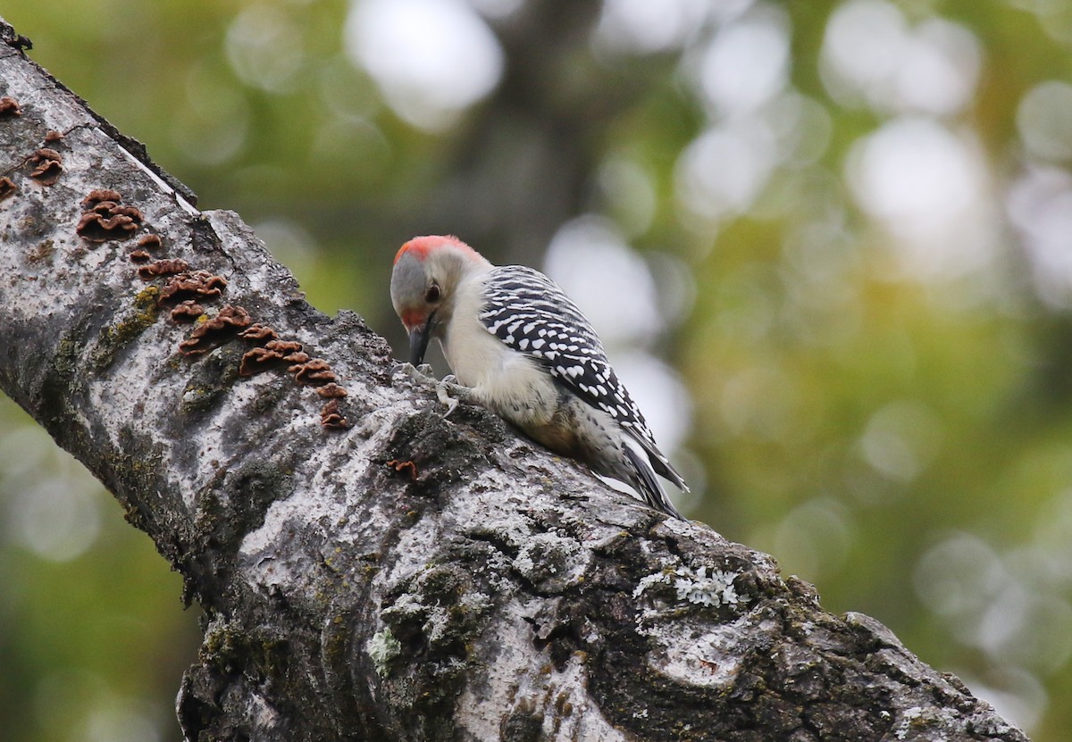 Red-bellied Woodpecker - ML610069891