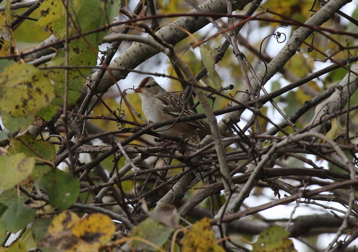 White-crowned Sparrow - ML610069910