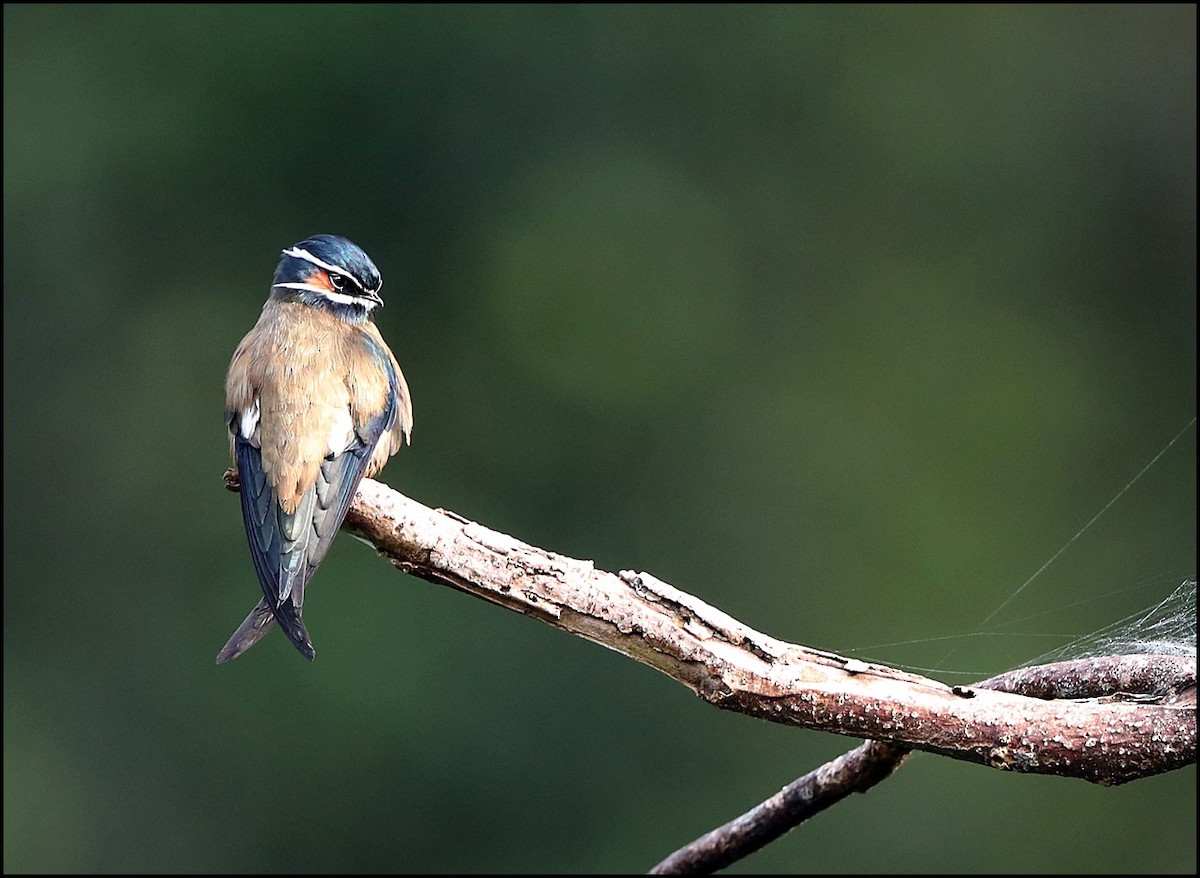 Whiskered Treeswift - ML610069912