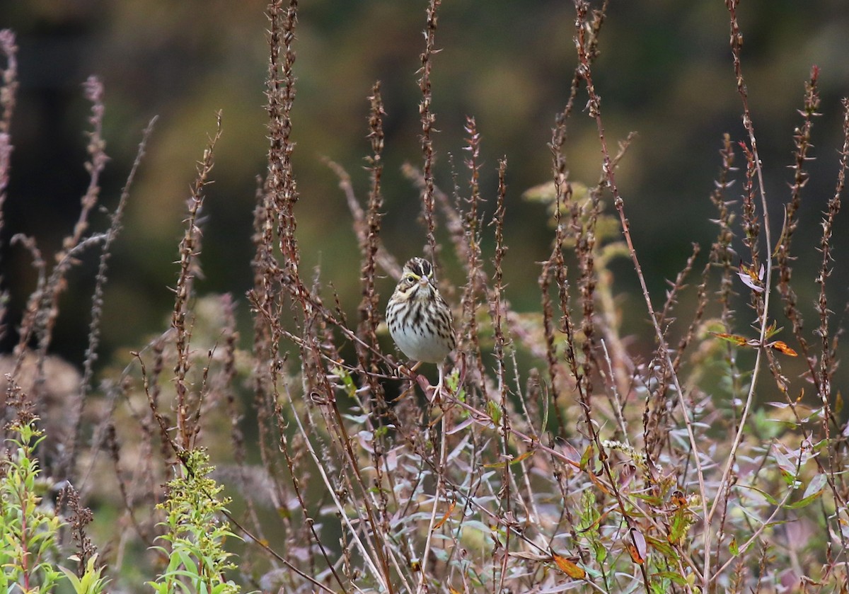 Savannah Sparrow - ML610069914