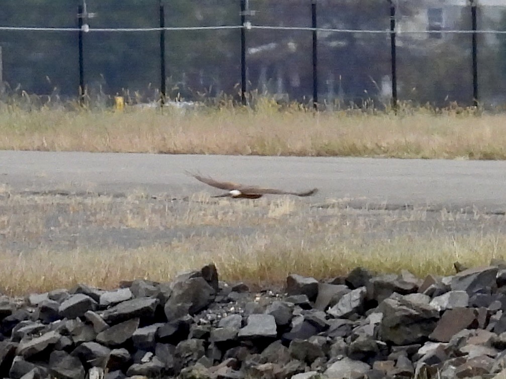 Northern Harrier - ML610069932