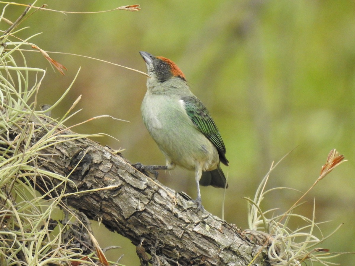 Scrub Tanager - ML610069937