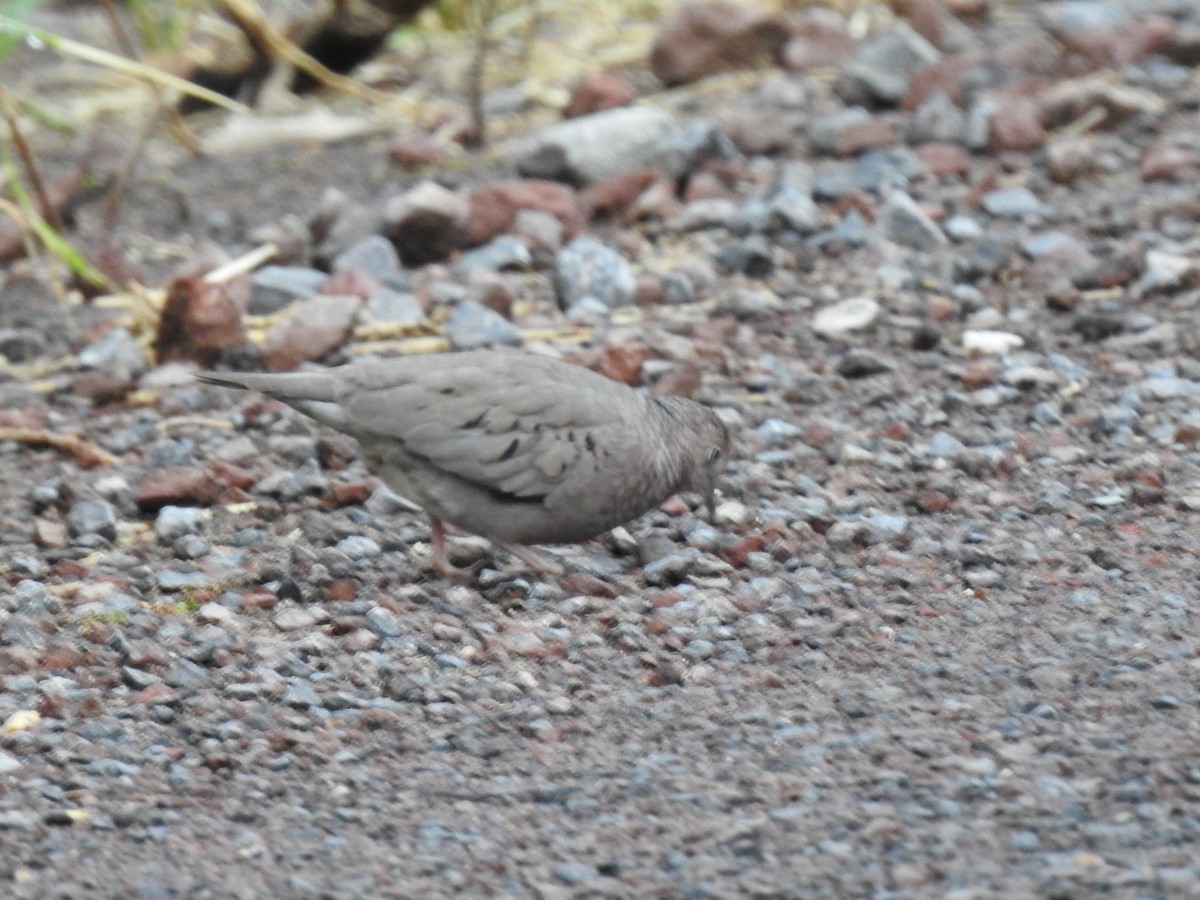 Common Ground Dove - ML610069984