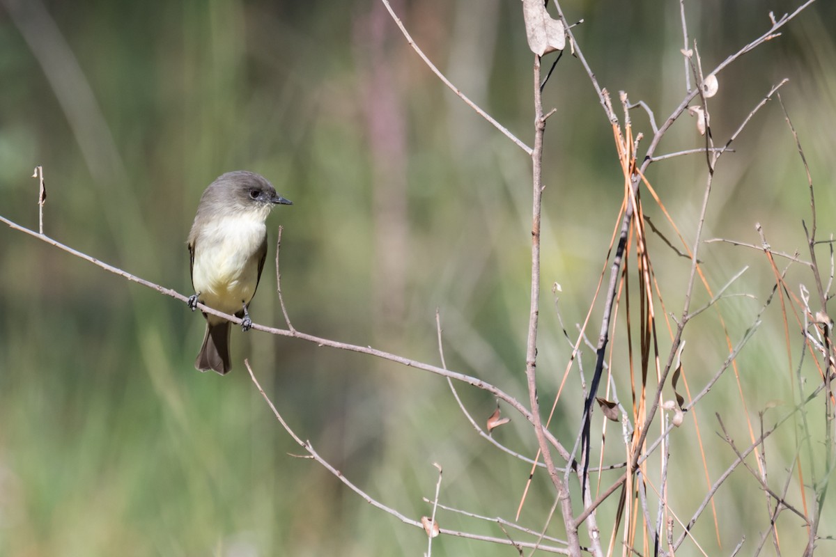 Eastern Phoebe - ML610069994