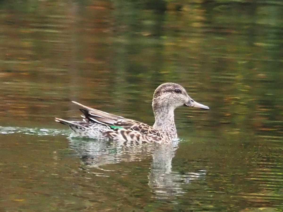 Green-winged Teal - ML610070005