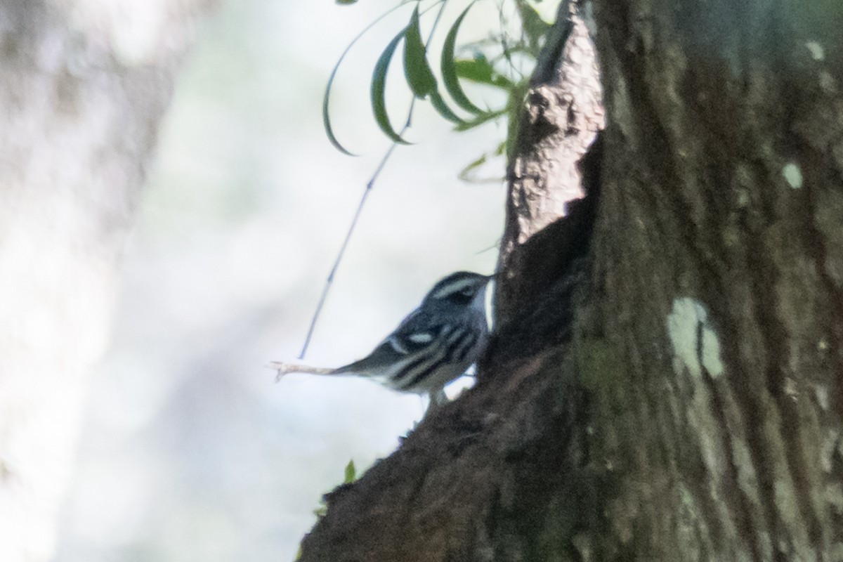 Black-and-white Warbler - Gabrielle Harrison