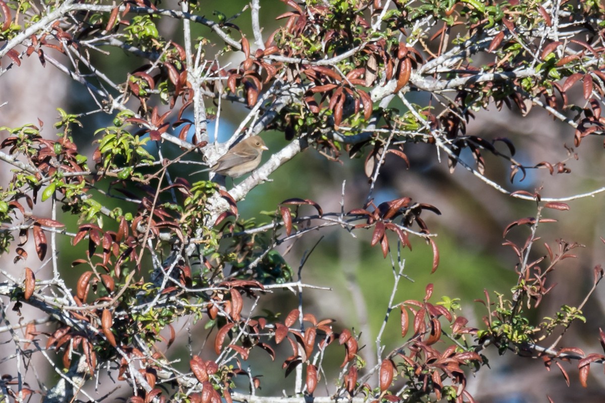 Indigo Bunting - ML610070014