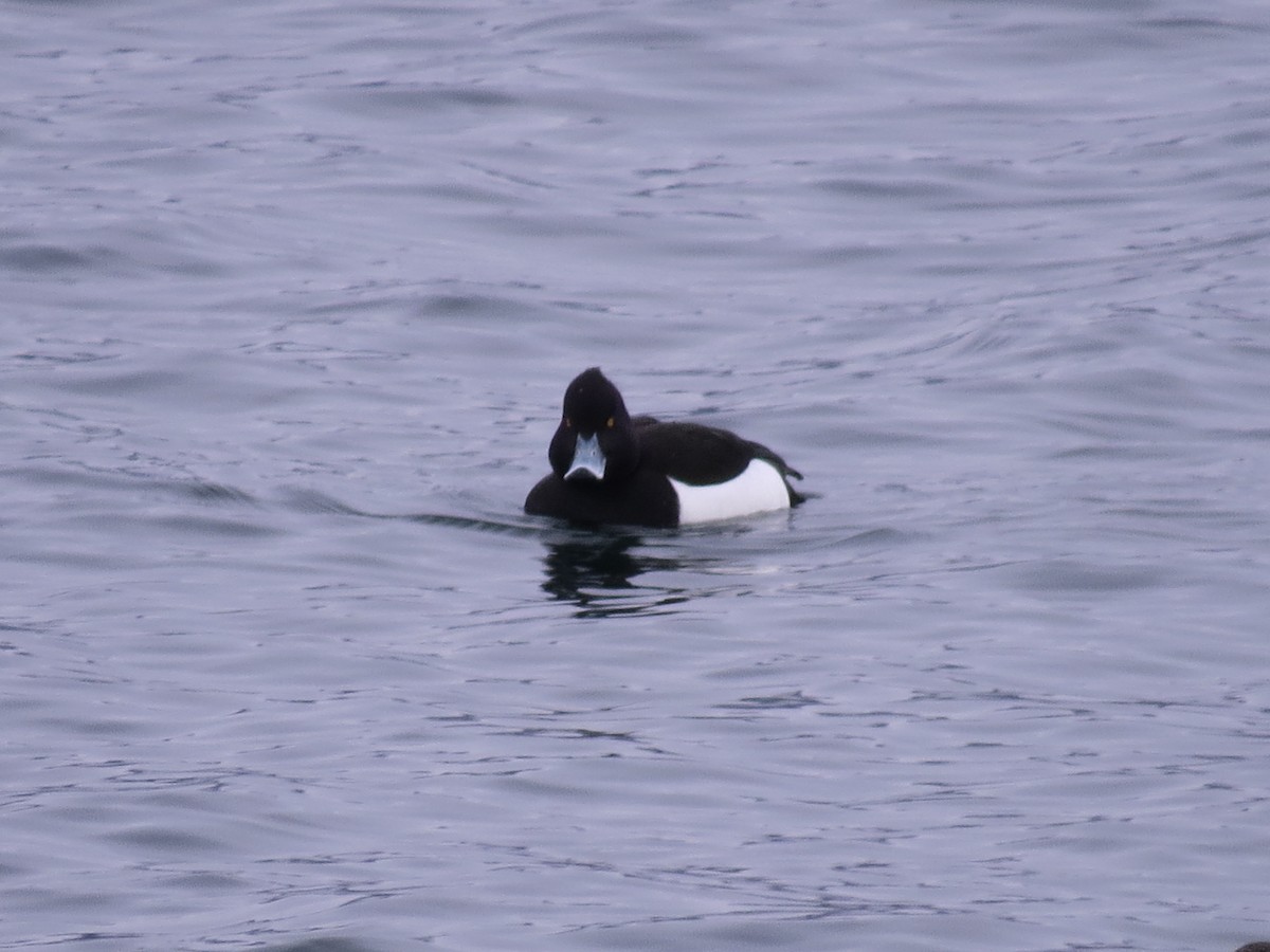 Tufted Duck - ML610070044