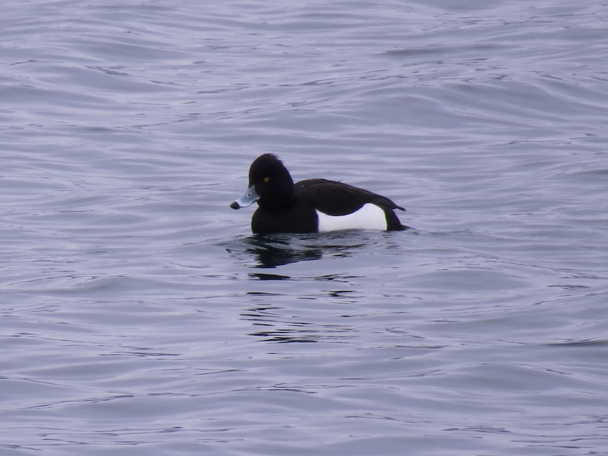 Tufted Duck - ML610070045