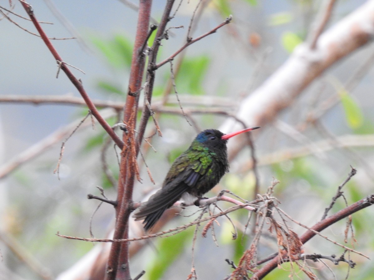 Blue-headed Sapphire - ML610070050