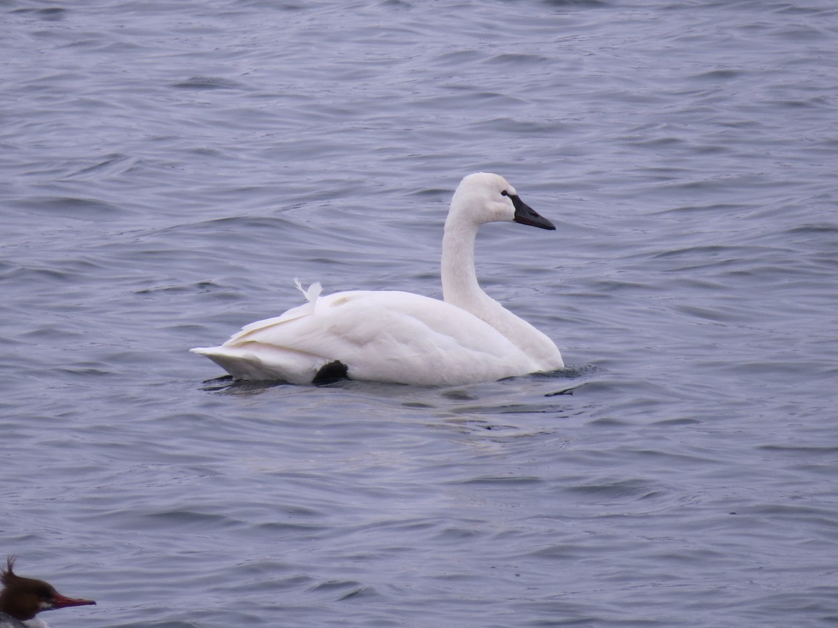 Tundra Swan - ML610070083