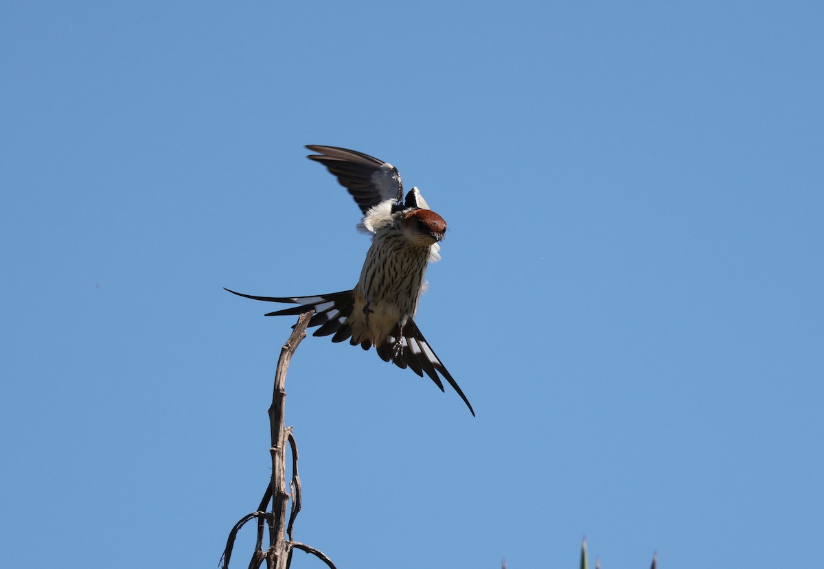 Greater Striped Swallow - Zoë Lunau