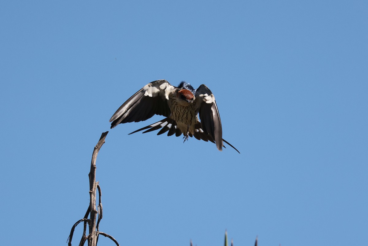 Greater Striped Swallow - Zoë Lunau