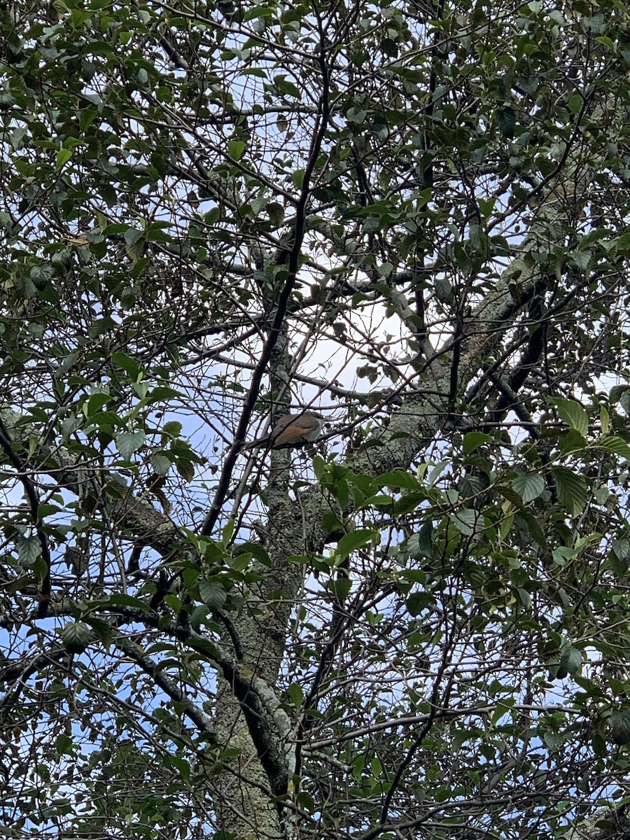 Yellow-billed Cuckoo - ML610070135