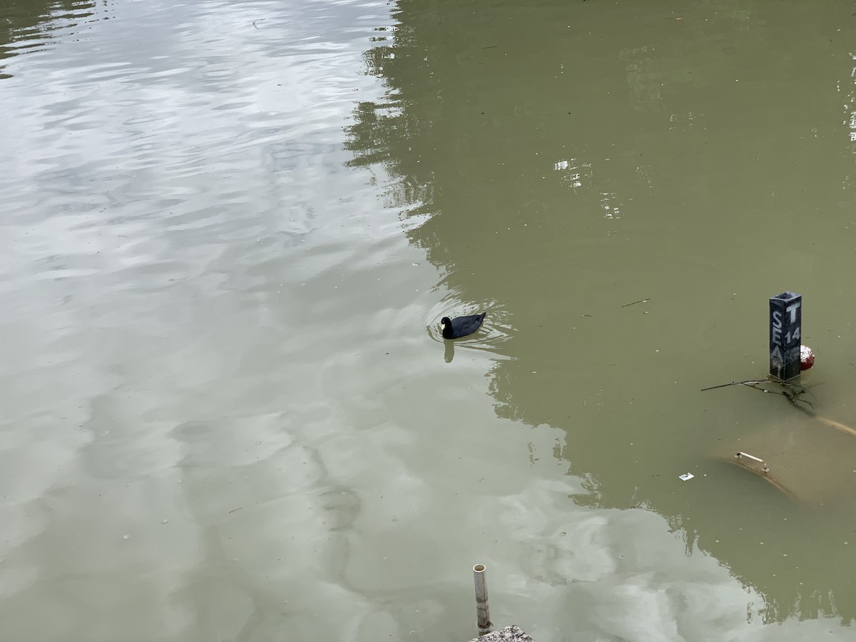 American Coot - ML610070155