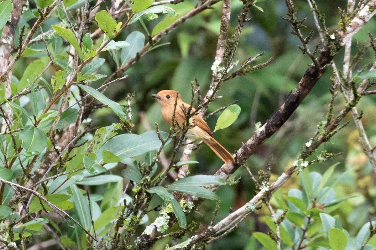 Rufous Casiornis - ML610070275