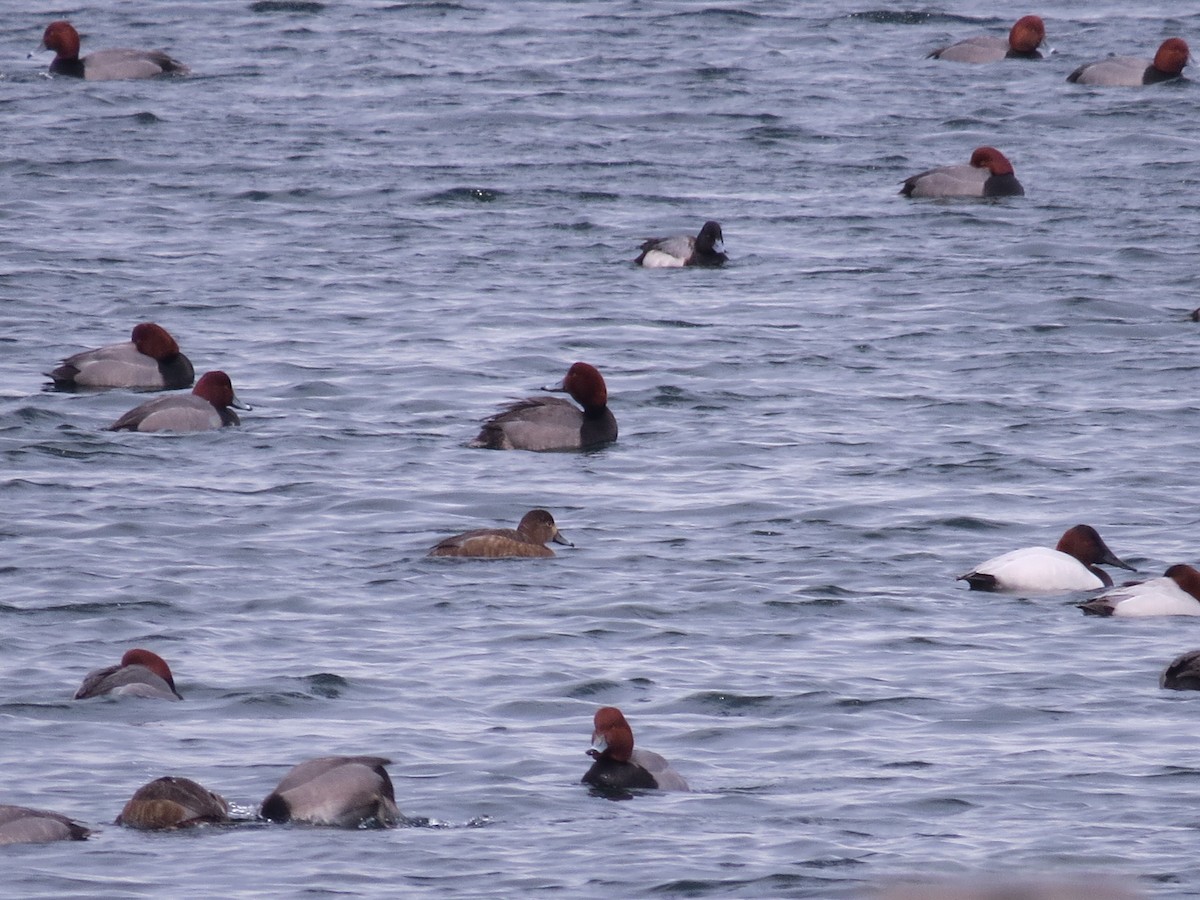 Canvasback - ML610070286