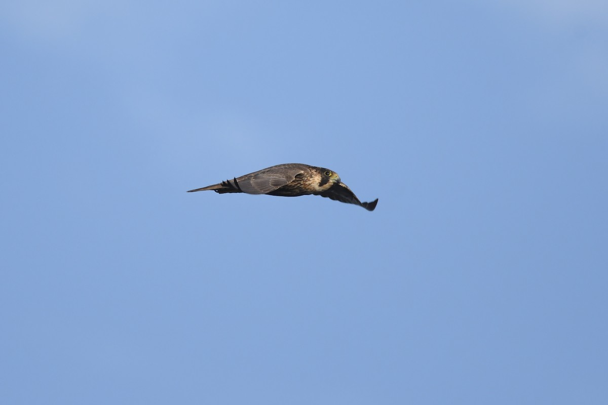 Peregrine Falcon - ML610070309