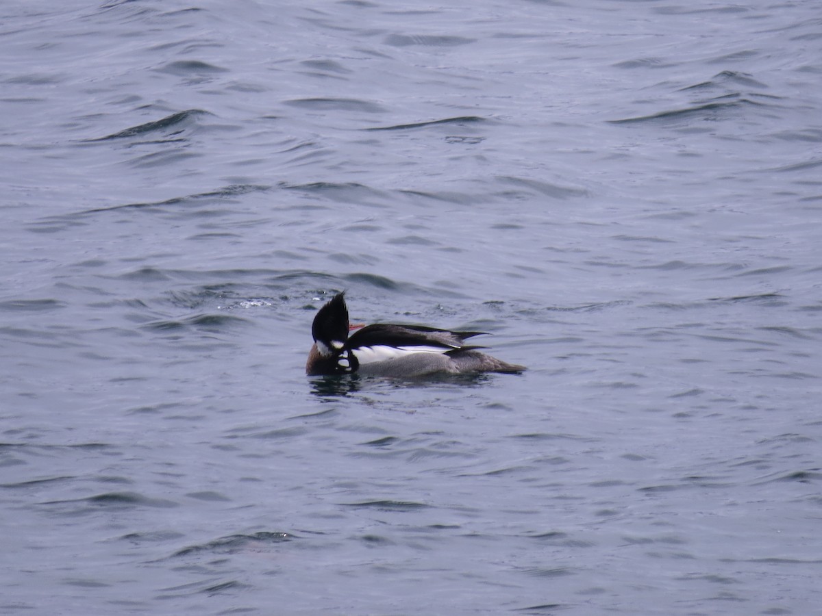 Red-breasted Merganser - ML610070359