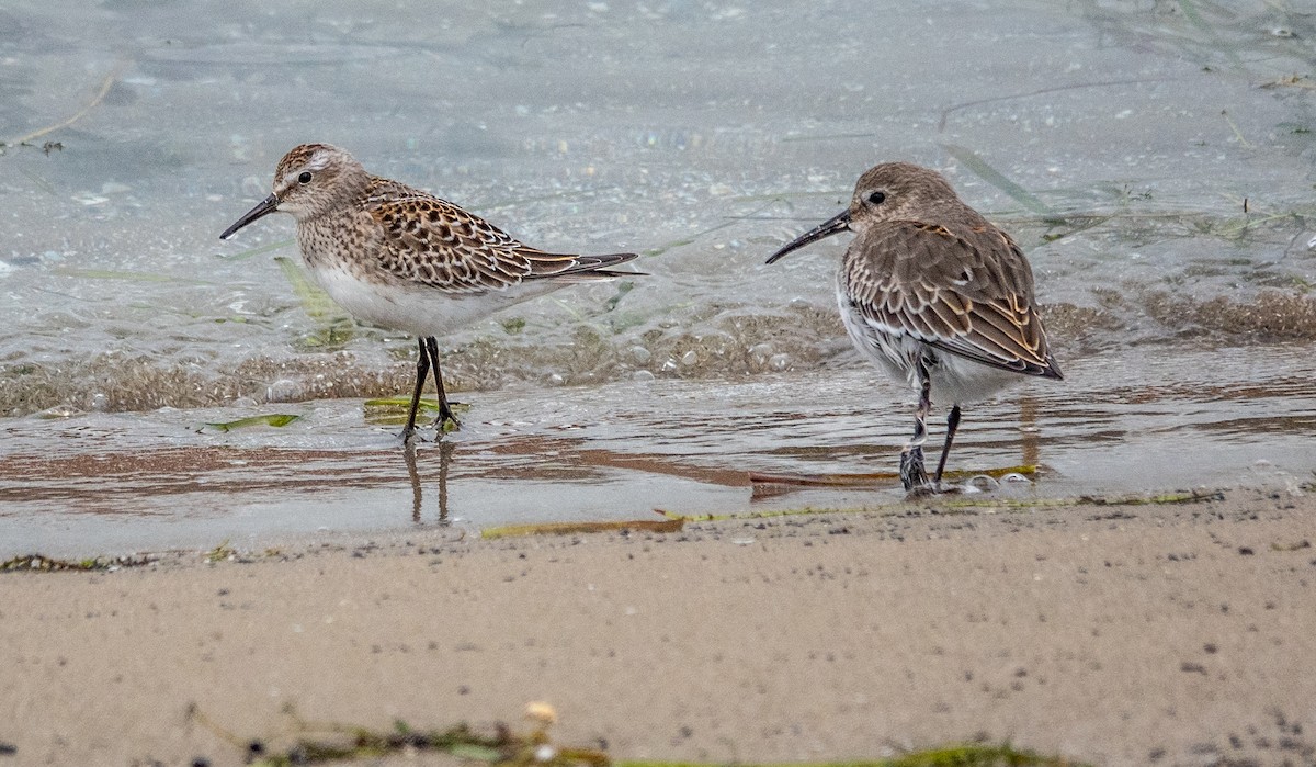 White-rumped Sandpiper - Gale VerHague