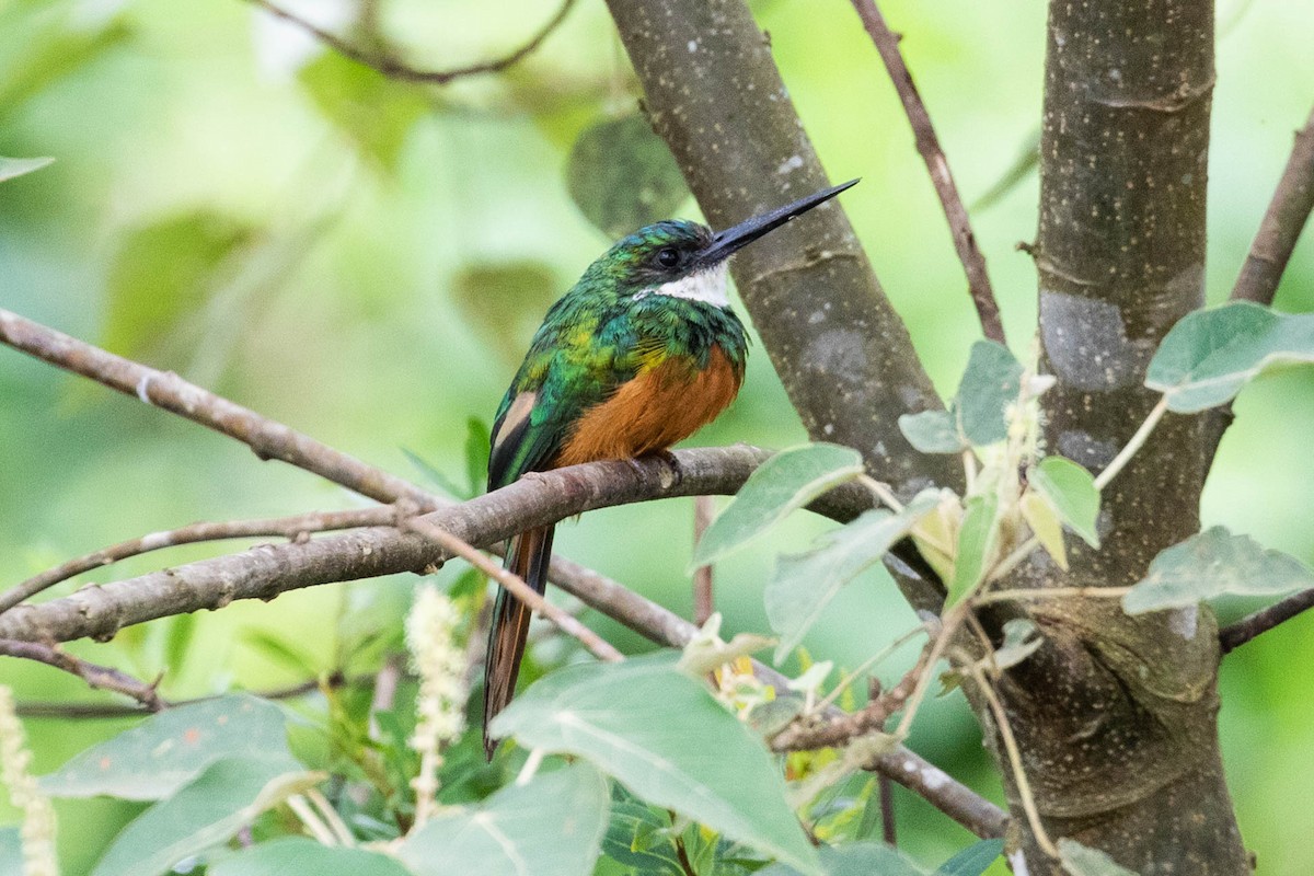 Rufous-tailed Jacamar - ML610070479