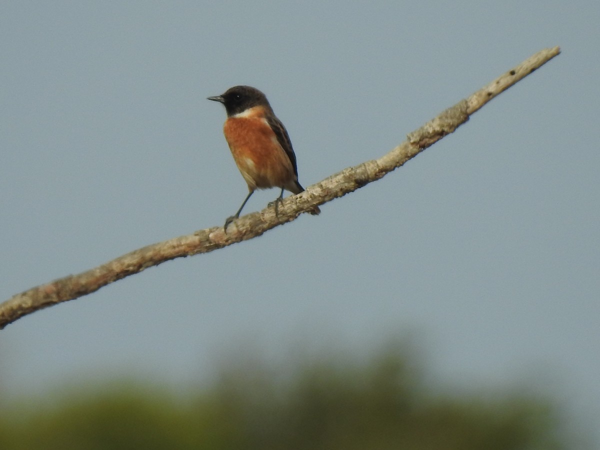 European Stonechat - ML610070489