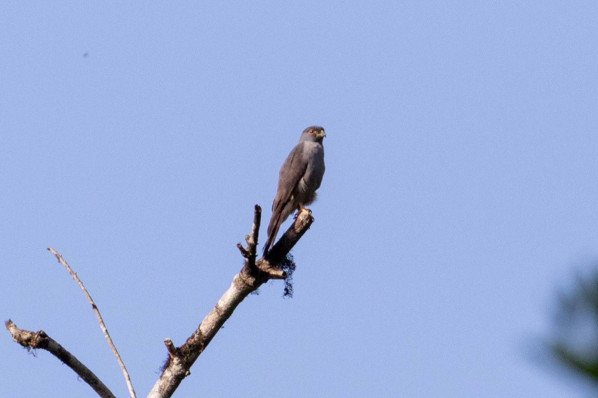 Rufous-thighed Kite - ML610070522