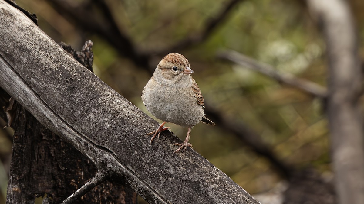 Chipping Sparrow - ML610070545