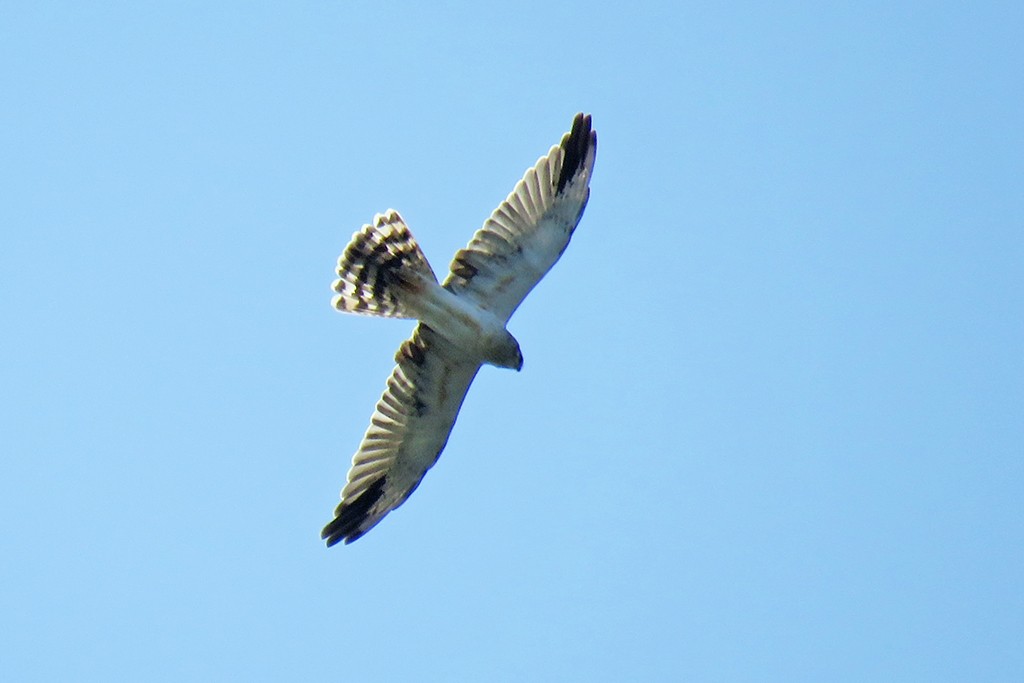 Pallid Harrier - ML610070588