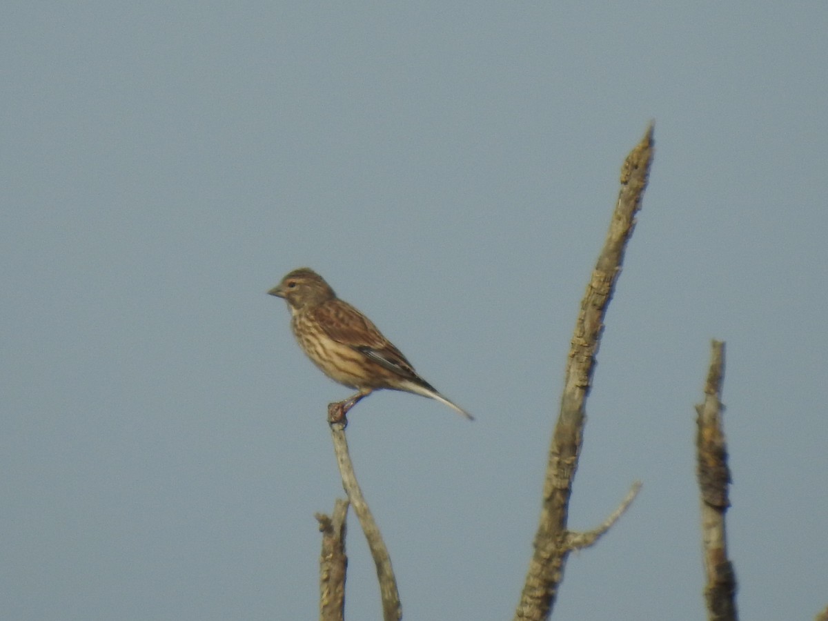 Eurasian Linnet - ML610070604