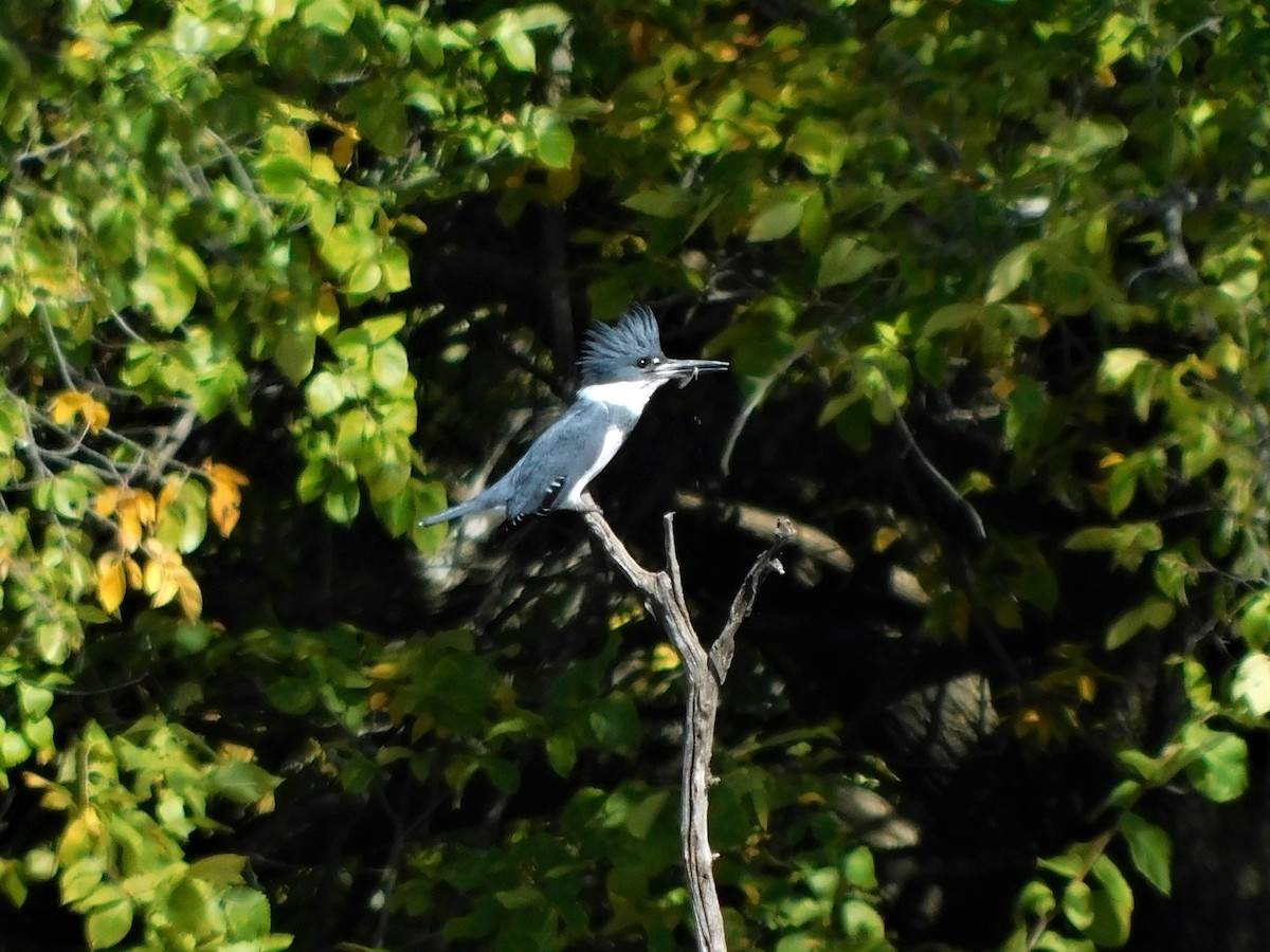 Belted Kingfisher - ML610070696