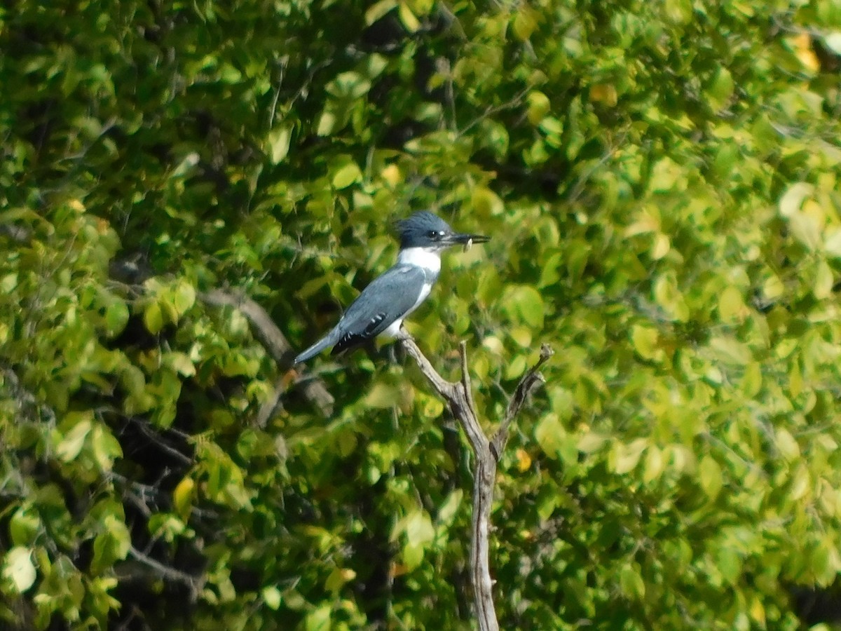 Belted Kingfisher - ML610070697