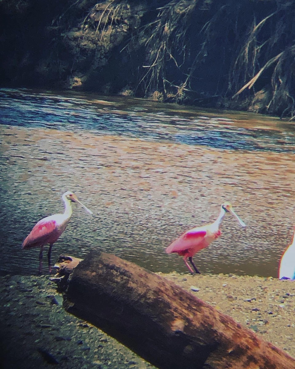 Roseate Spoonbill - ML610070746